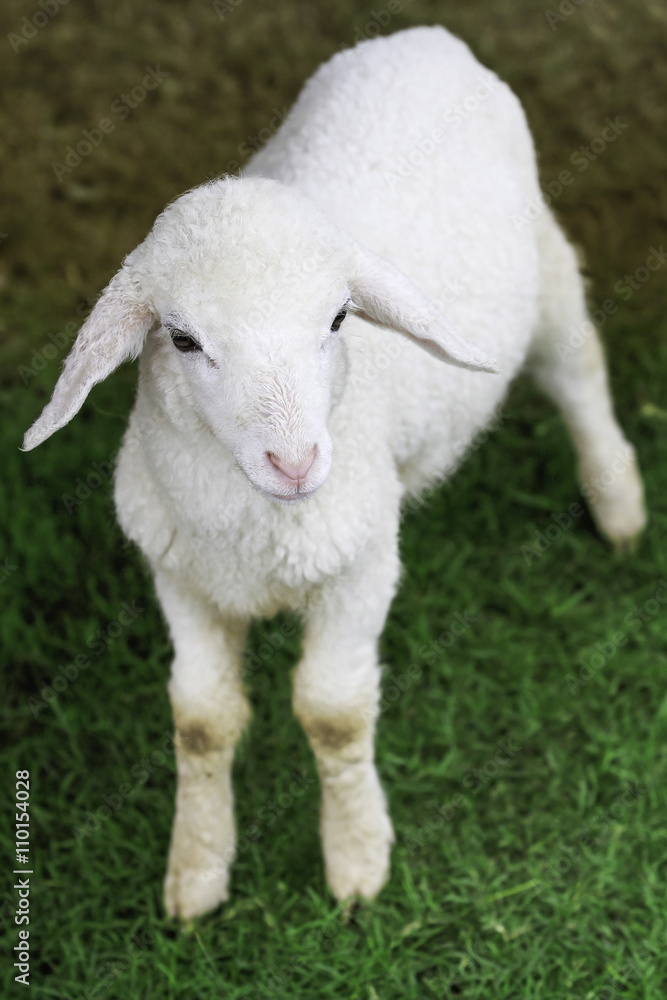 Obraz premium Close up of sheep in farm