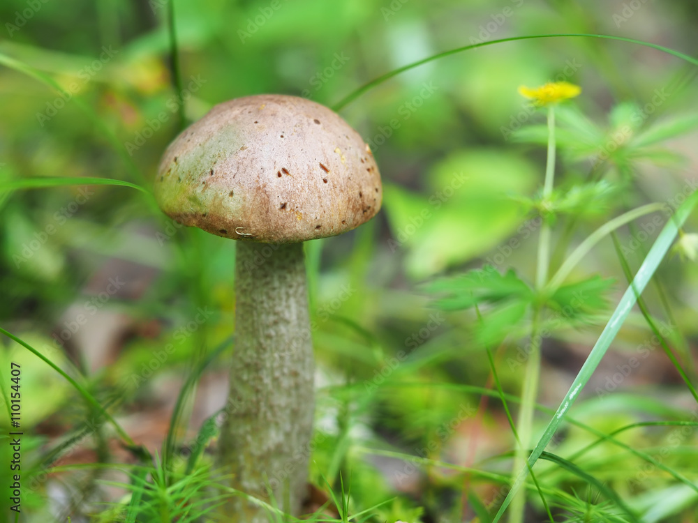 edible mushroom in the forest edible mushroom in the forest