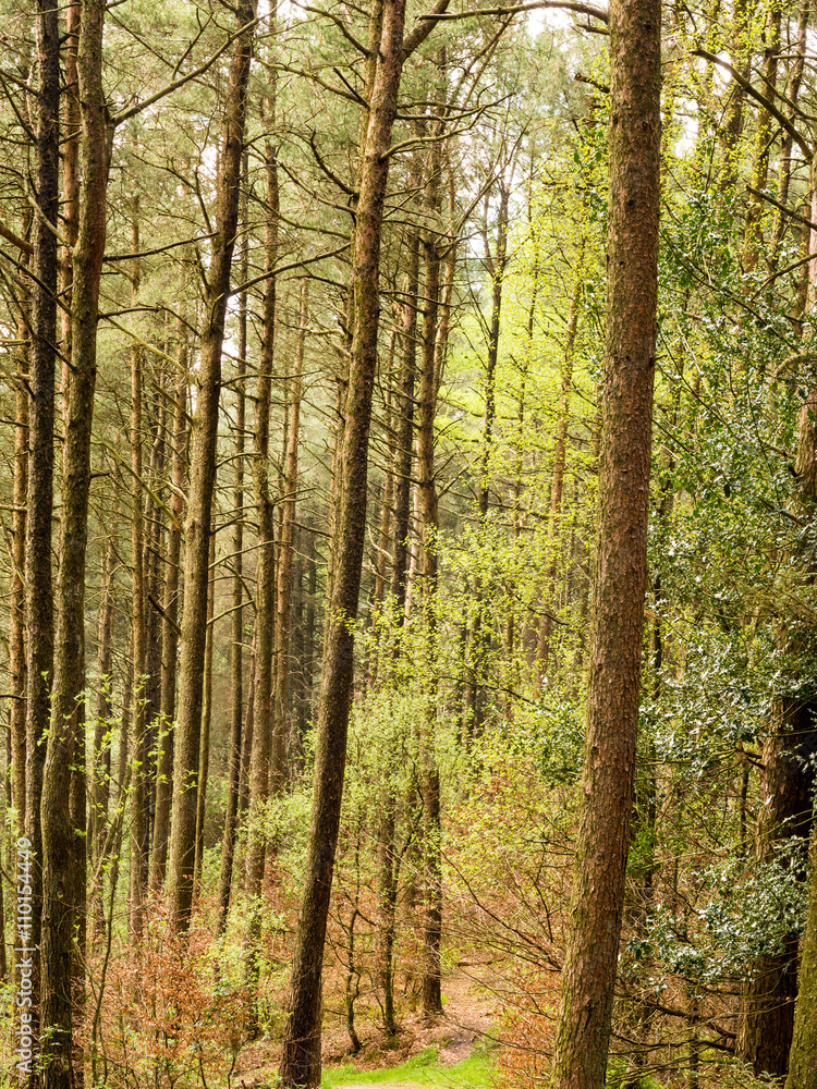 Fototapeta premium Pine woodland at Beacon Fell Country Park, Lancashire, UK