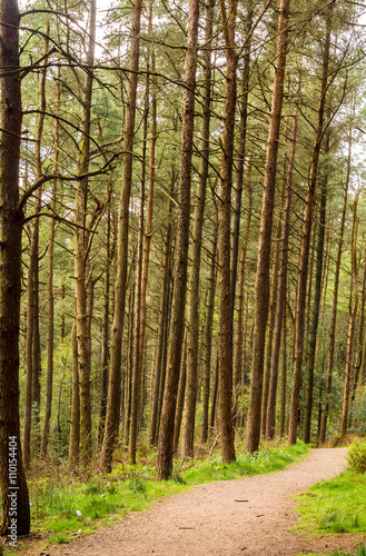 Pine woodland at Beacon Fell Country Park, Lancashire, UK