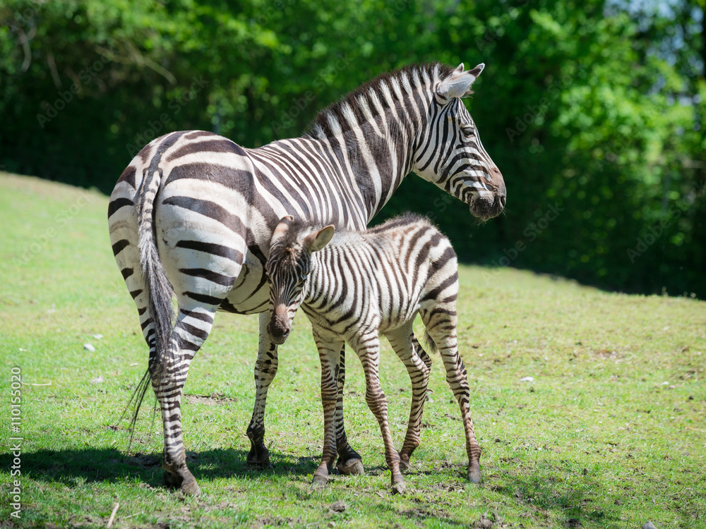Fototapeta premium Zebra