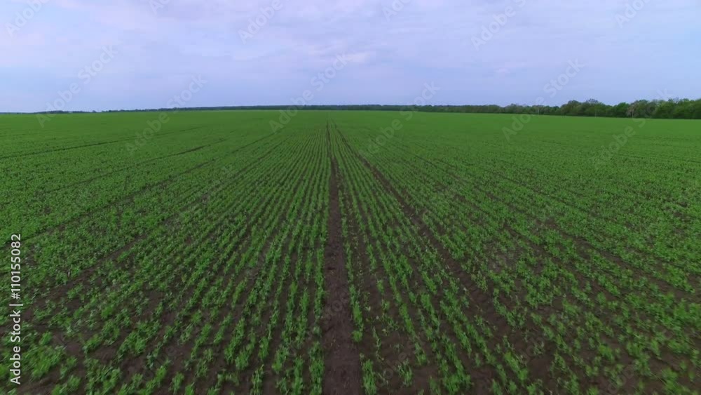 Flying over the field of green peas. Aerial survey Flying over the field of green peas. Aerial survey