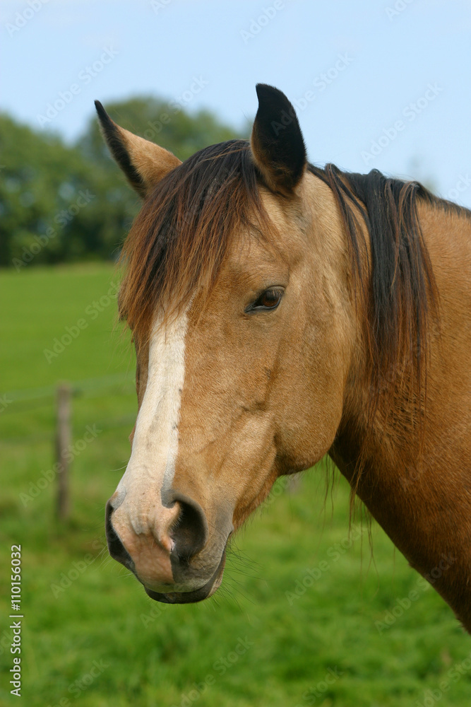 Fototapeta premium Pferdekopf