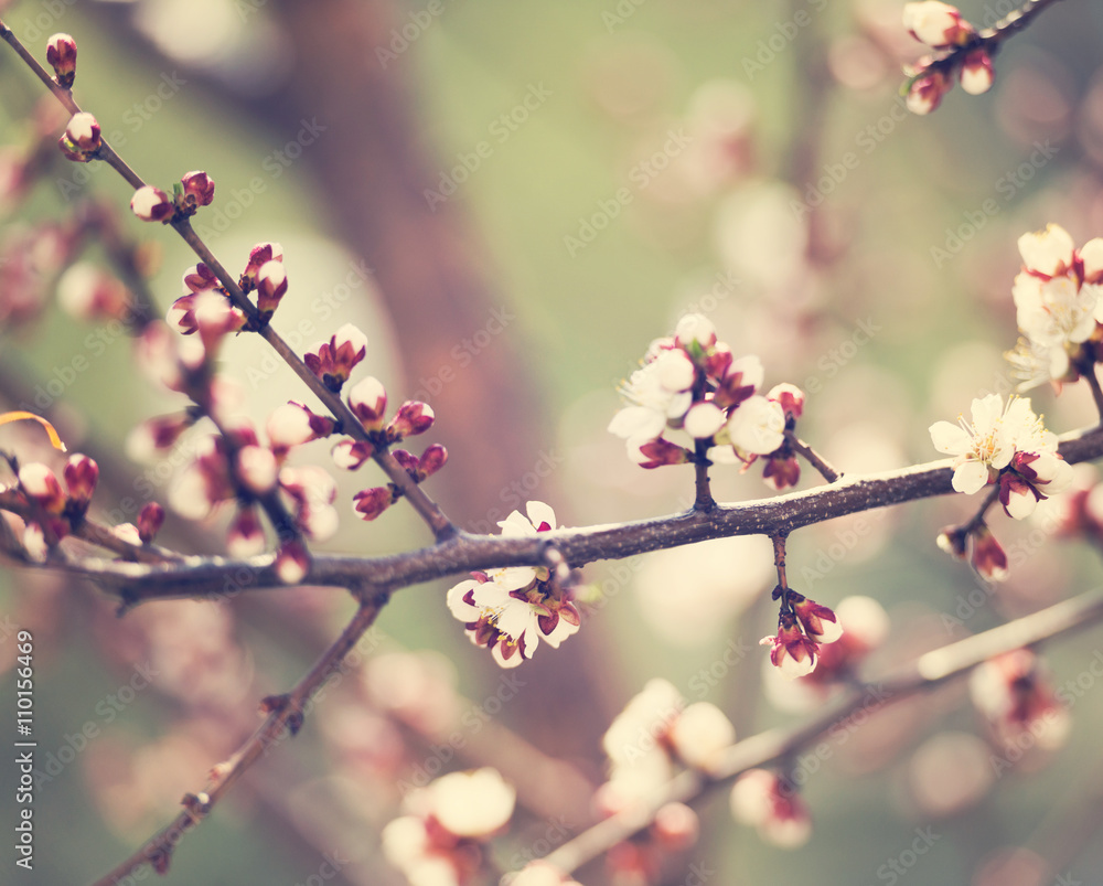 blossom on cherry tree branches blossom on cherry tree branches