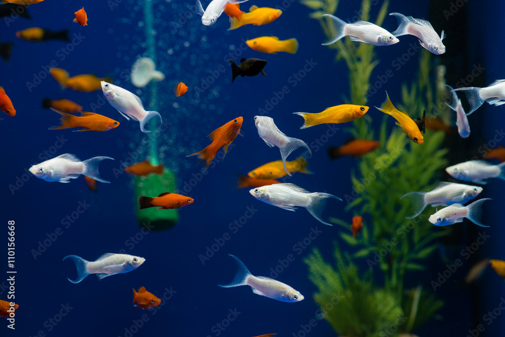 Naklejka premium small exotic fish in the aquarium