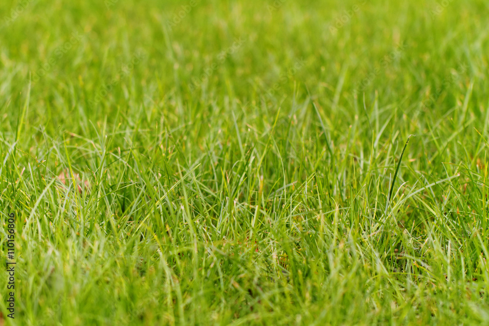 Green grass Green grass