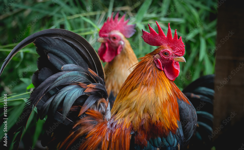 close up portrait of bantam chickens, poultry close up portrait of bantam chickens, poultry