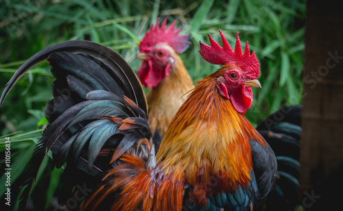 close up portrait of bantam chickens, poultry © lamyai