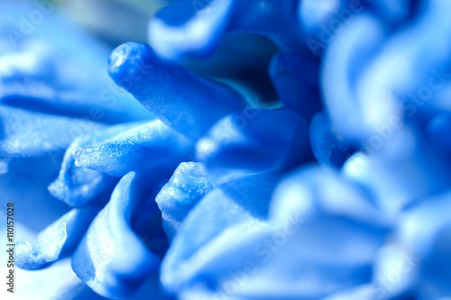 blue flowers of a hyacinth  macro,  soft focus