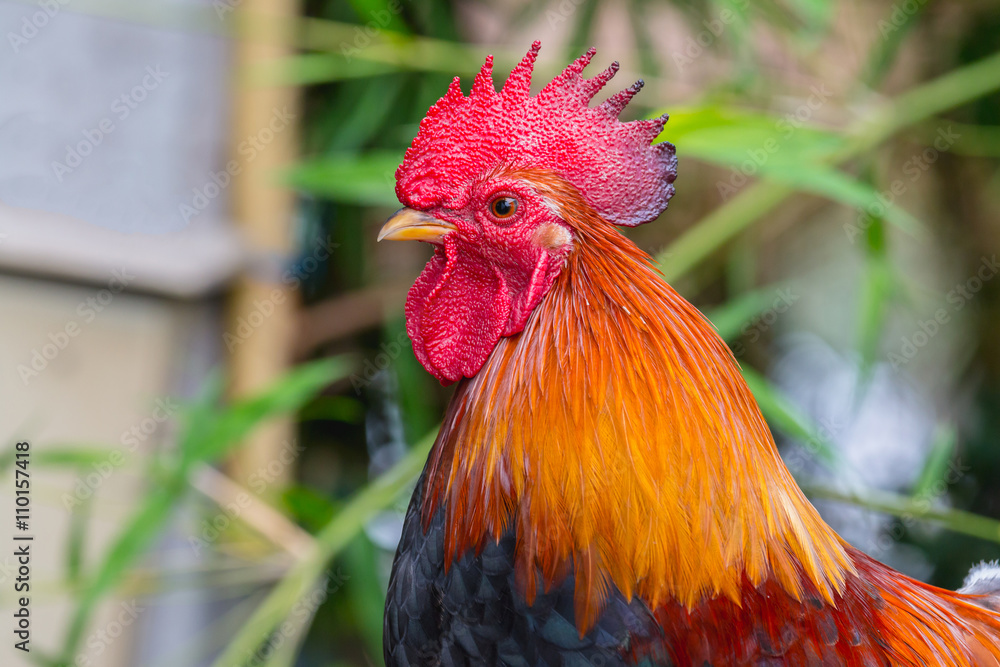Fototapeta premium close up portrait of bantam chicken, poultry