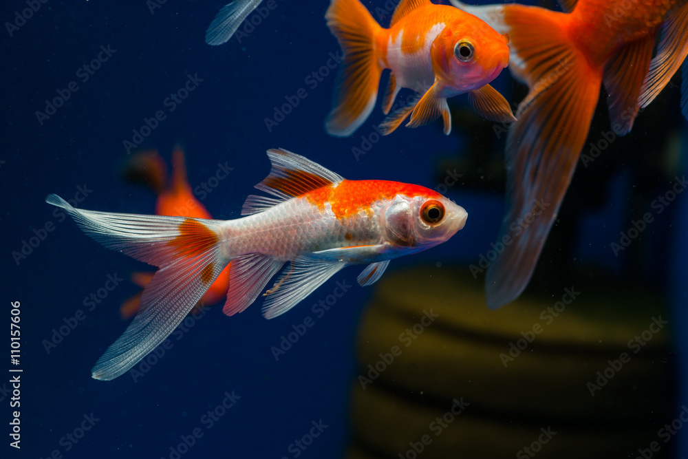 Comet Goldfish (Carassius aurastus comet) Comet Goldfish (Carassius aurastus comet)