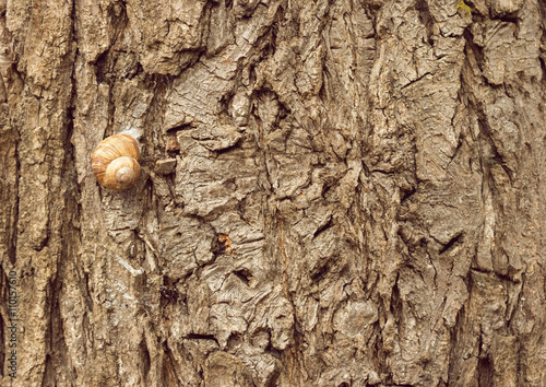 Snail on a tree bark background / texture © darkness12
