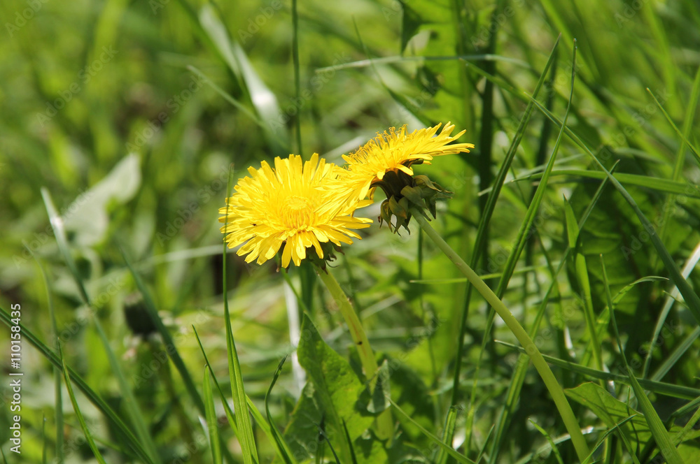 two nice blooming yellow dandelions touching each other in spring