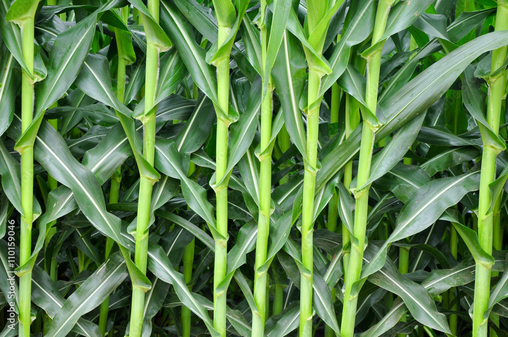 Fototapeta premium strip of corn plant