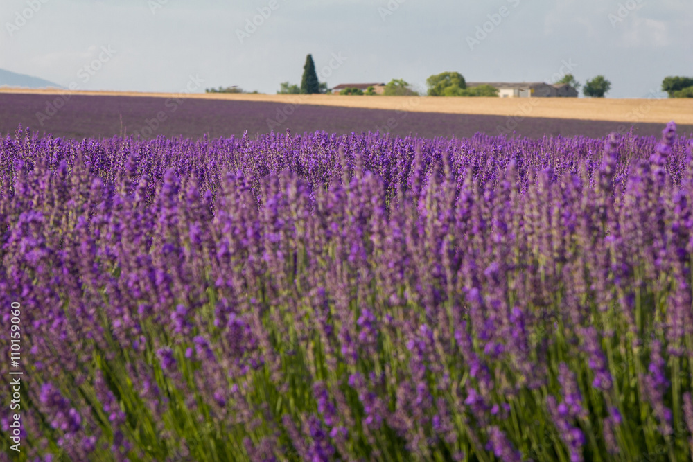 Naklejka premium Provence, blossoming purple lavender field at Valensole France