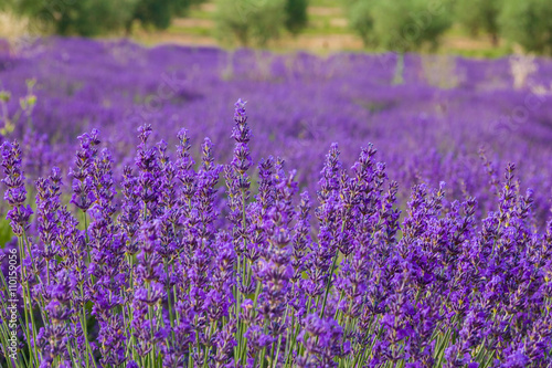 Provence  blossoming purple lavender field at Valensole France
