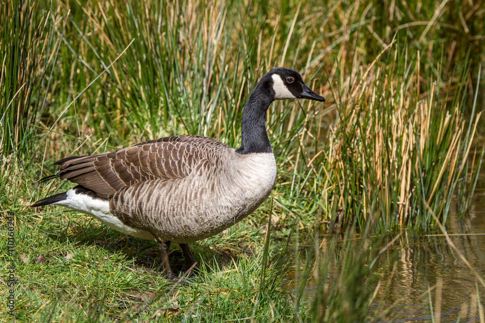 Canada Goose stood on grass bank at edge of river pond. Canada Goose stood on grass bank at edge of river pond.