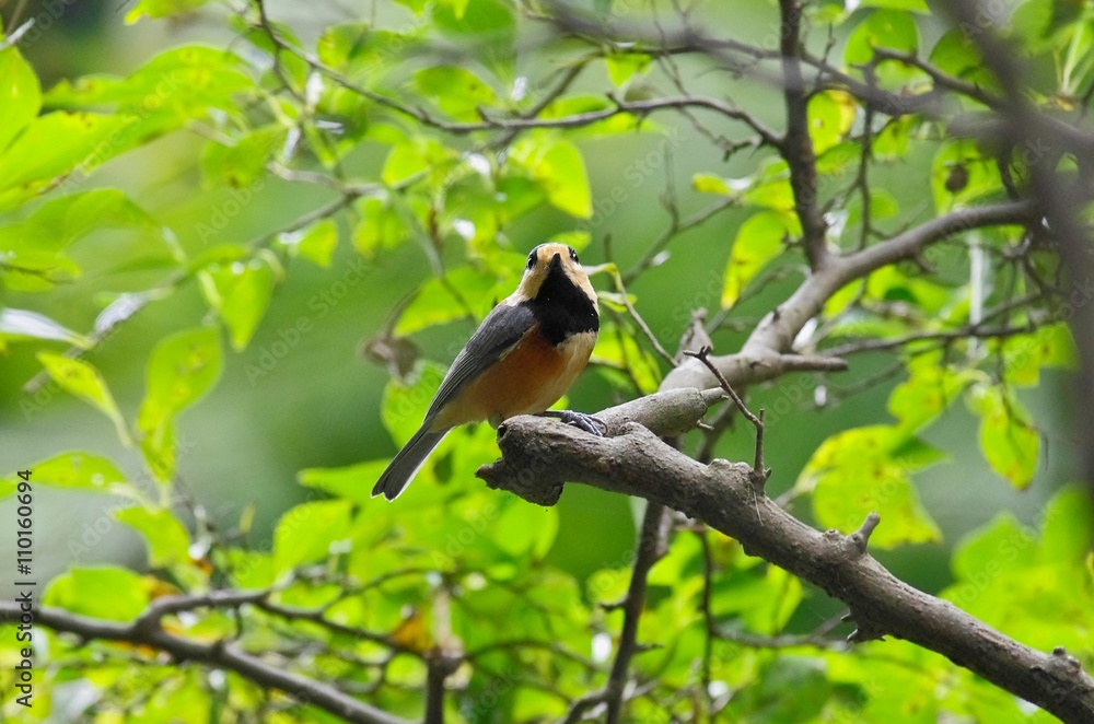 Fototapeta premium Varied tit
