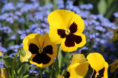 close photo of several yellow pansies with blurred blue flowers at the background behind them