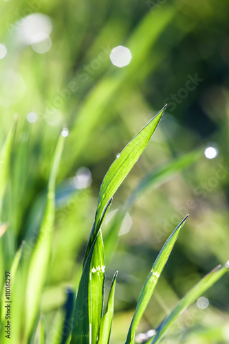 beautiful green grass in detail with dew