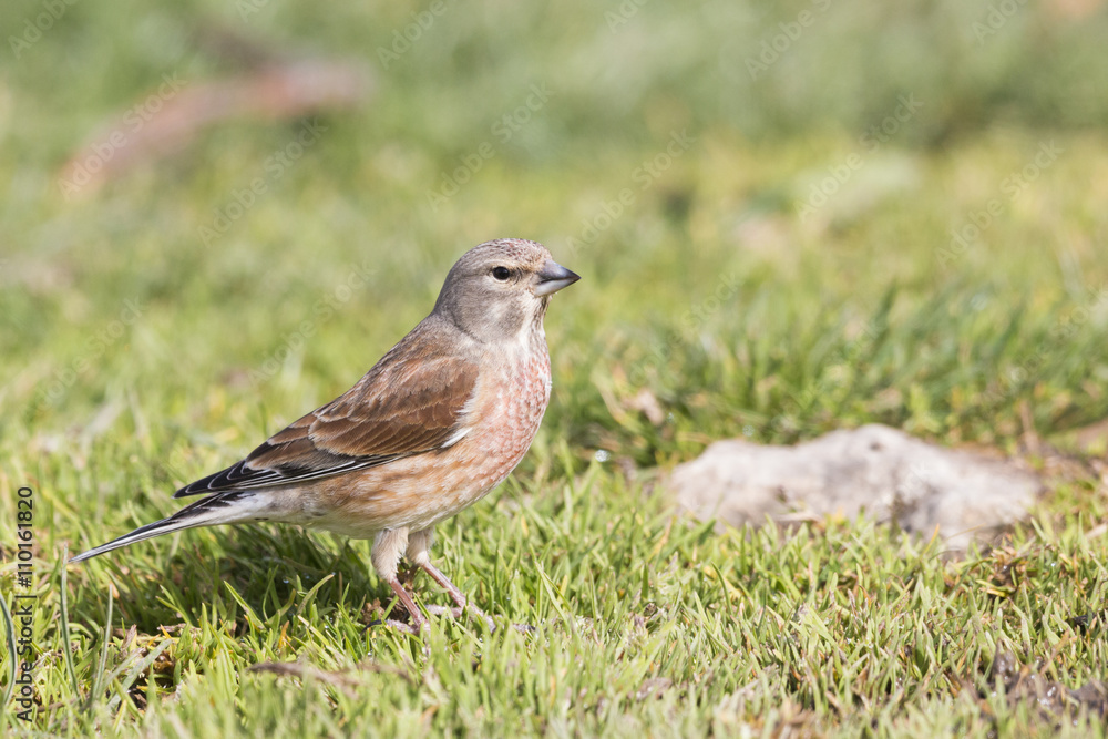 The common linnet The common linnet