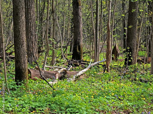 Cut down the branches