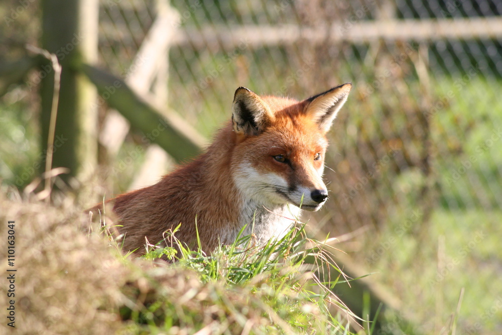 Fototapeta premium Fox 001