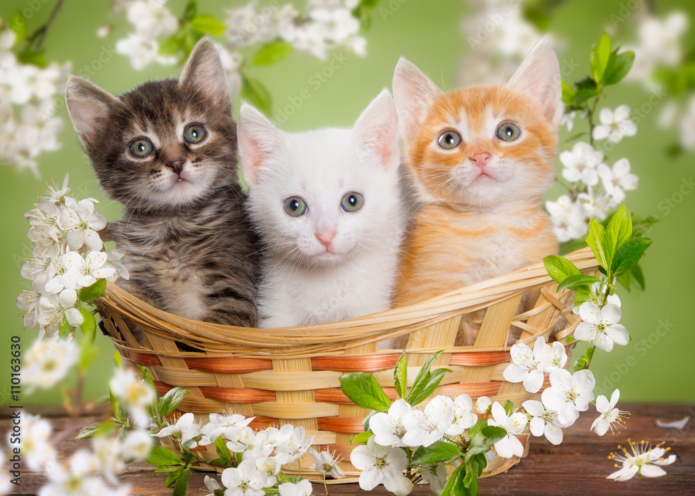 Fototapeta premium Three multi-colored kitten sitting in a basket surrounded by flowers