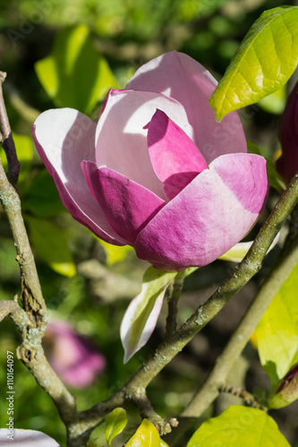 Magnolia w Arboretum w Bolestraszycach photo