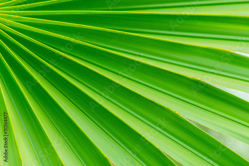 green palm leaf background