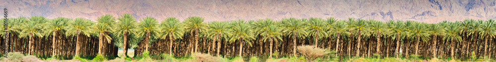 Panoramic view on plantation of date palms Panoramic view on plantation of date palms