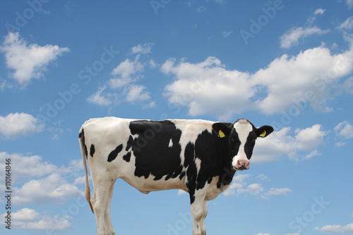 Kuh steht vor blauem Himmel mit Wolken 