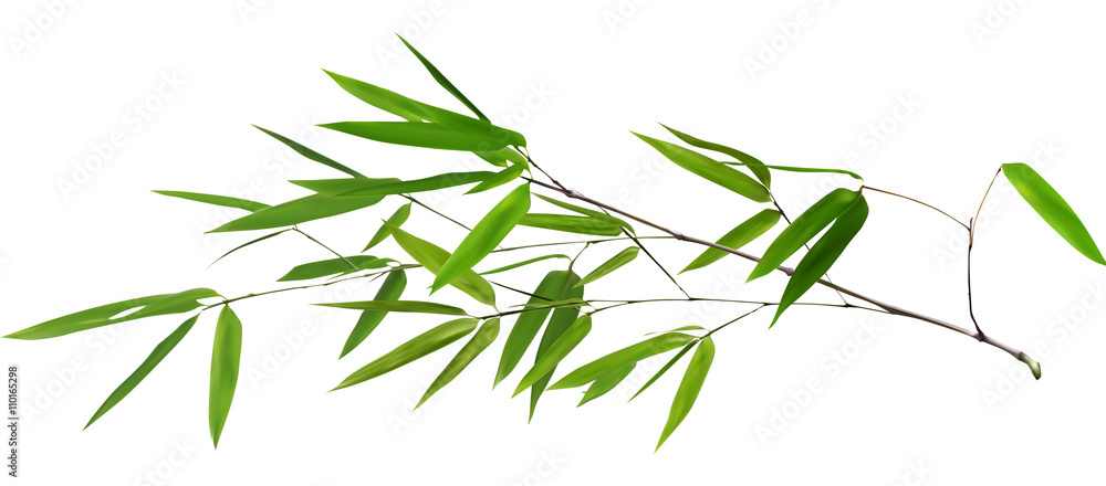 Naklejka premium illustration with isolated long green bamboo branch
