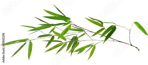 illustration with isolated long green bamboo branch © Alexander Potapov