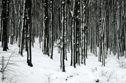 snowy forest