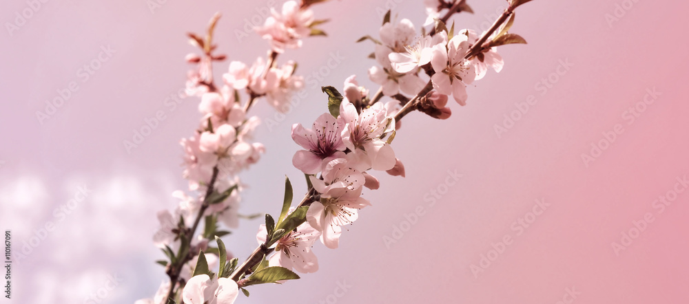 Obraz premium Horizontal banner Retro cherry blossom with young green leaves