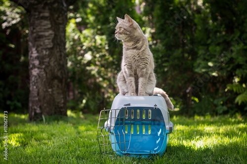 Lovely gray cat on pet carrier on the grass in spring park