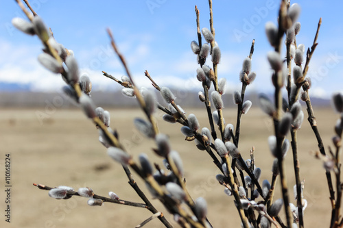 фотографія Pussy willow branch