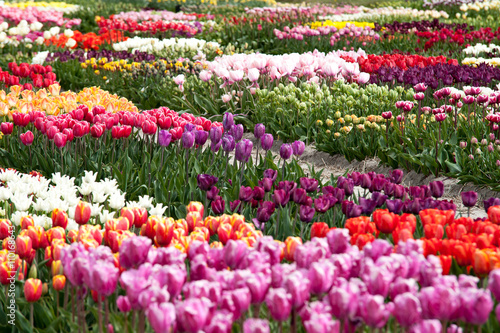 Wallpaper Mural Tulpenfeld Torontodigital.ca