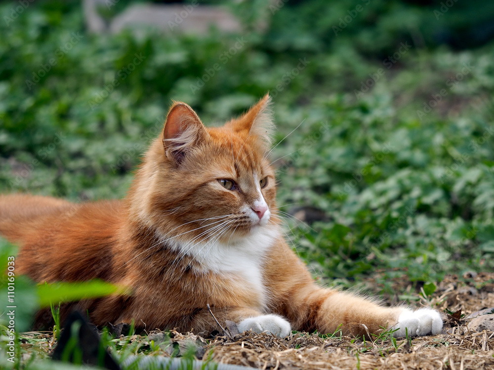 The big, red, fluffy cat. Nature, green grass, summer. Portrait of a luxury cat 