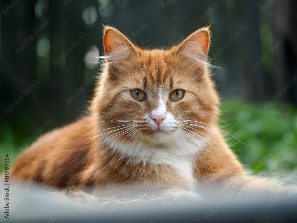 The big, red, fluffy cat. Nature, green grass, summer. Portrait of a luxury cat The big, red, fluffy cat. Nature, green grass, summer. Portrait of a luxury cat