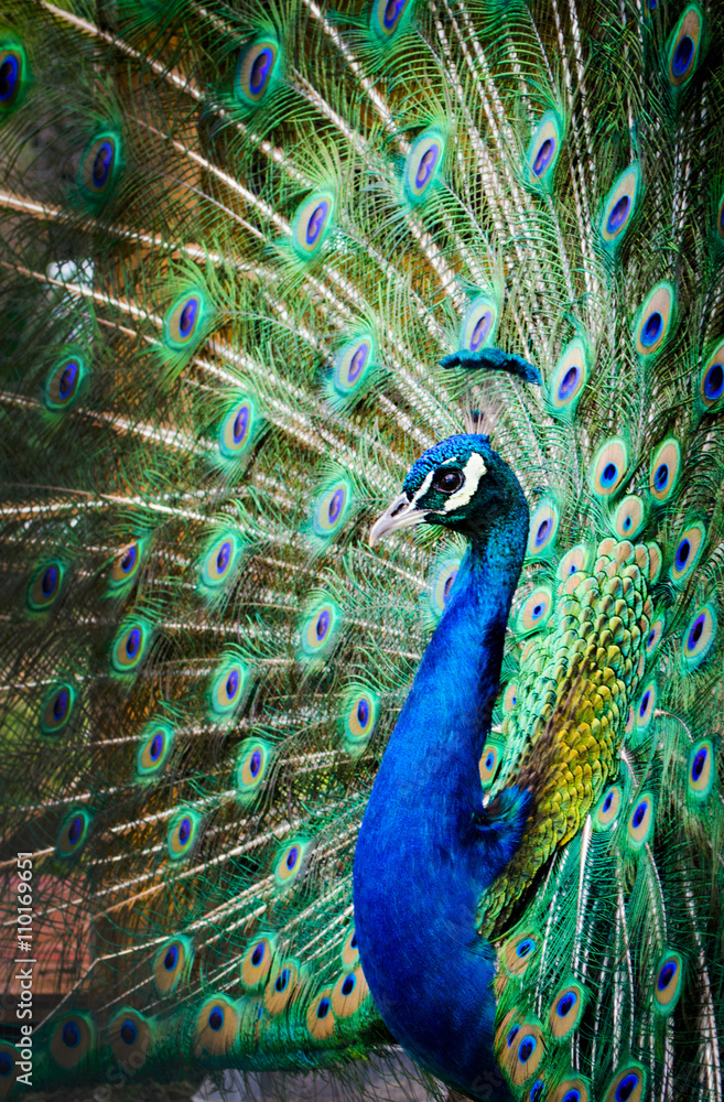 Fototapeta premium beautiful peacock