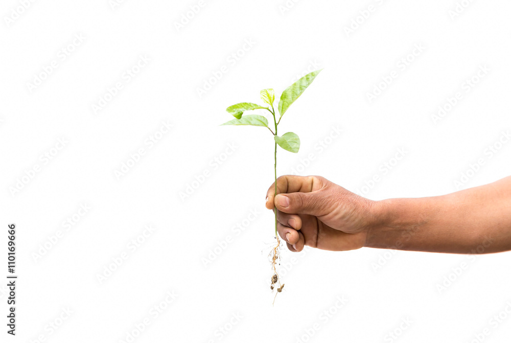 Concept successful hand holding new life plant isolated Concept successful hand holding new life plant isolated