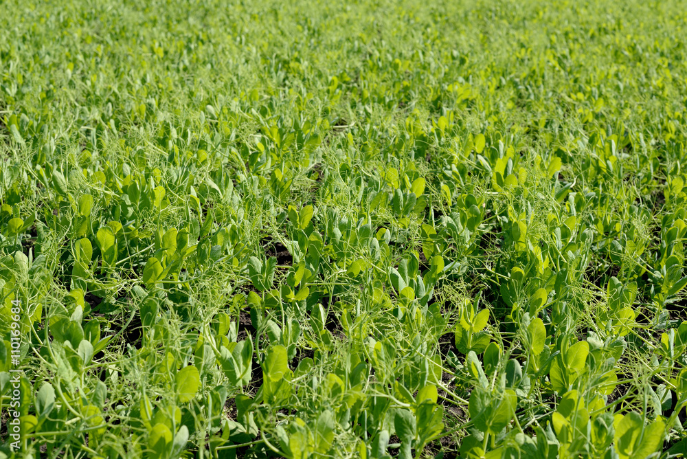 The young peas growing on the field