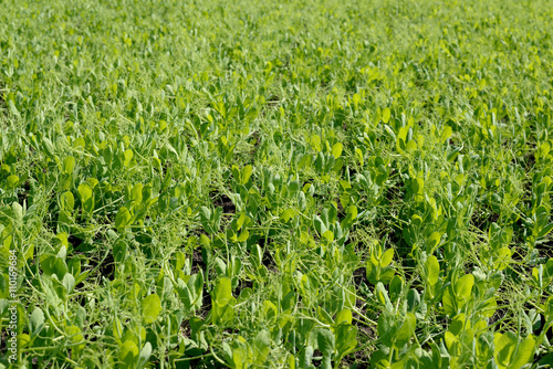 Obraz na płótnie The young peas growing on the field w salonie