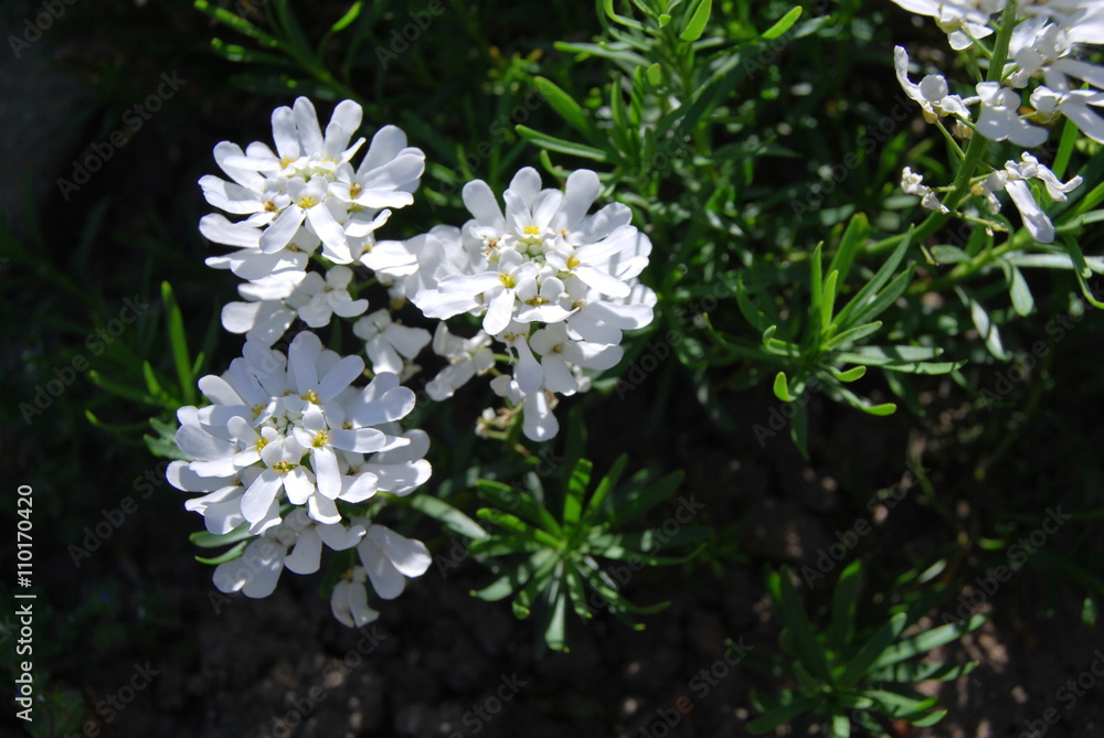 Fototapeta premium Schleifenblume (Iberis sempervirens)