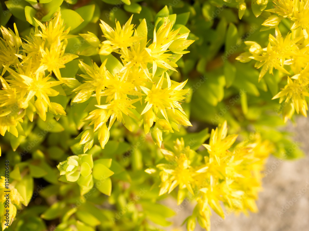 Sedum flowers Sedum flowers
