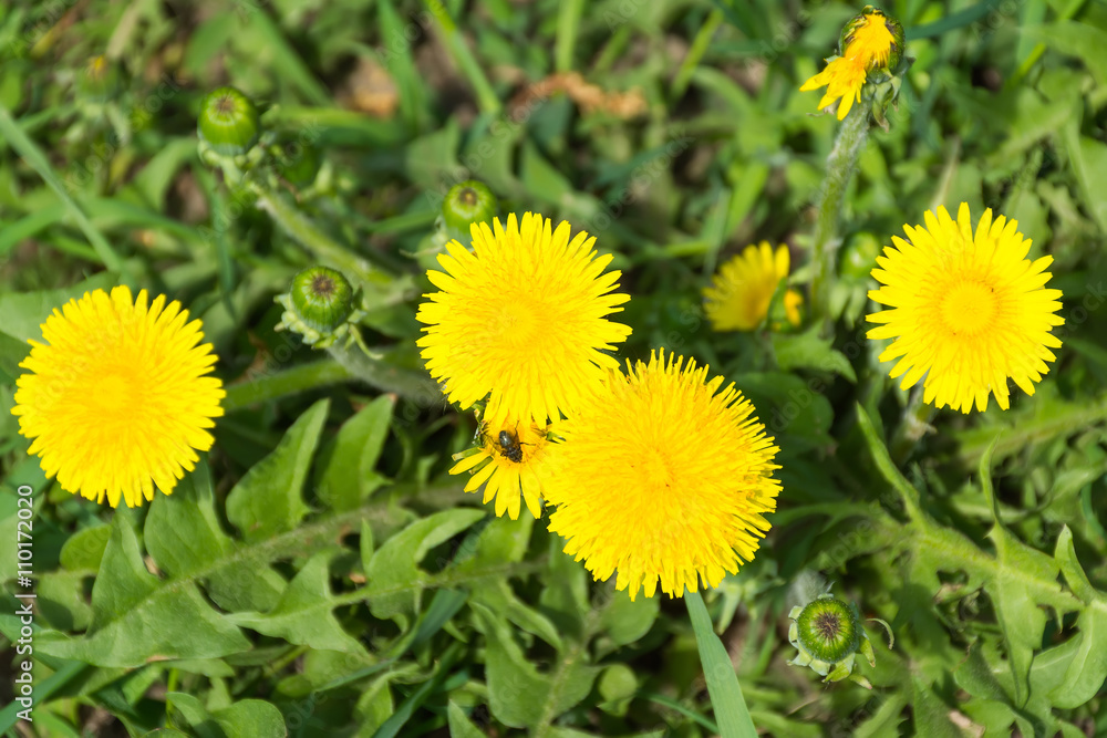 fly pollinating flower dandelion fly pollinating flower dandelion