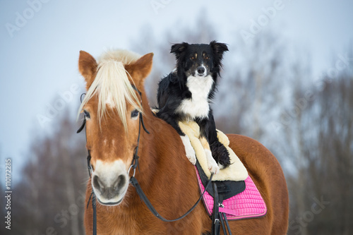 Draft horse and black tricolor border collie dog