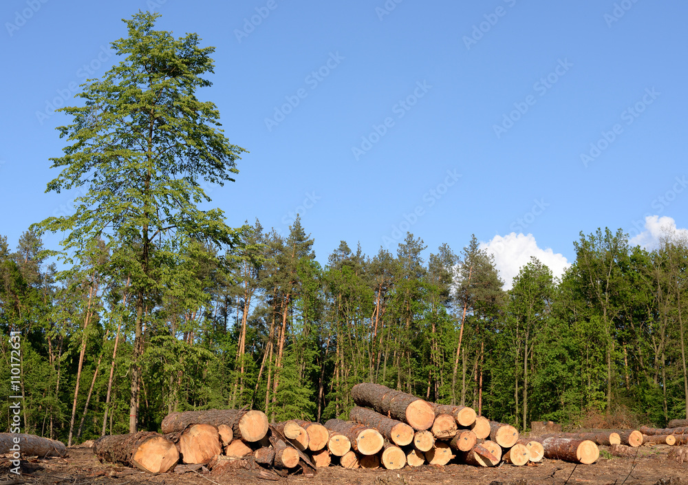 Pile of pine logs, industrial tree felling